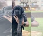 Small Photo #12 Cane Corso Puppy For Sale in MCDONOUGH, GA, USA