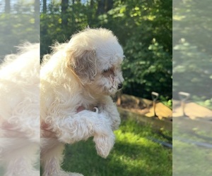 Maltipoo (Toy) Puppy for sale in VENETA, OR, USA