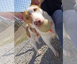 Small #3 Bull Terrier Mix