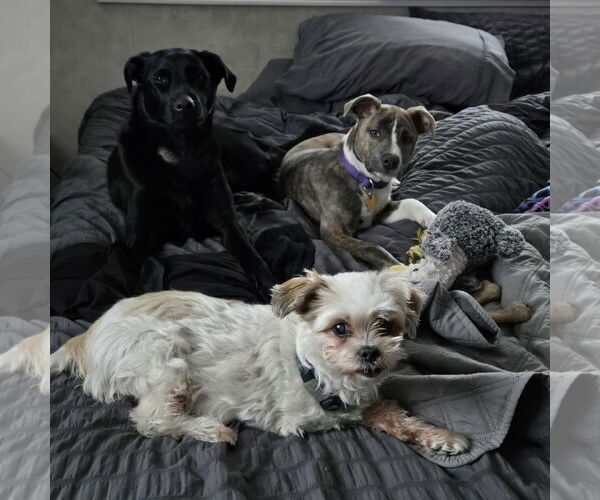 Medium Photo #12 Mutt Puppy For Sale in Fargo, ND, USA