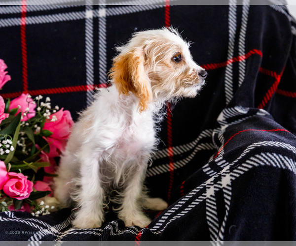 Medium Photo #4 Cavapoo Puppy For Sale in WAKARUSA, IN, USA