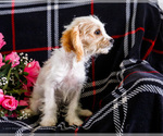 Small #3 Cavapoo