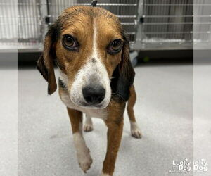 Beagle-Unknown Mix Dogs for adoption in Washington, DC, USA