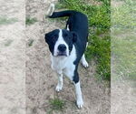 Small #3 Border Collie Mix