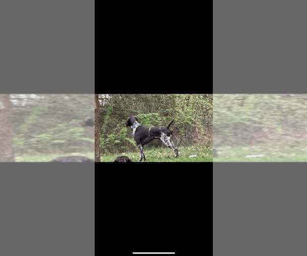 Medium Photo #1 German Shorthaired Pointer Puppy For Sale in SARANAC, MI, USA