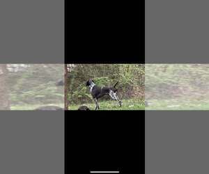 Father of the German Shorthaired Pointer puppies born on 04/10/2025