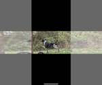 Small Photo #1 German Shorthaired Pointer Puppy For Sale in SARANAC, MI, USA