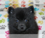 Small Photo #3 Pomeranian Puppy For Sale in ORO VALLEY, AZ, USA