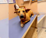 Small #10 Basenji-Labrador Retriever Mix