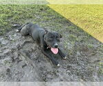 Small #2 Staffordshire Bull Terrier