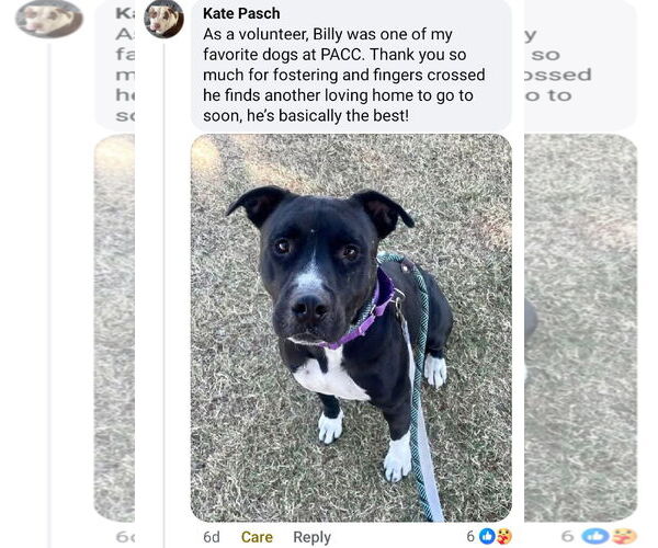 Medium Photo #3 American Pit Bull Terrier-Unknown Mix Puppy For Sale in Chandler, AZ, USA