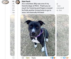BILLY #2 - Male American Pit Bull Terrier-Unknown Mix Dog for Adoption - Photo #3