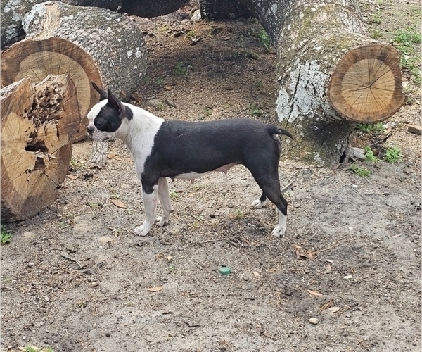 Medium Photo #1 Boston Terrier Puppy For Sale in AIKEN, SC, USA