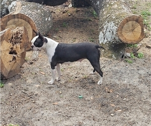 Mother of the Boston Terrier puppies born on 02/06/2026