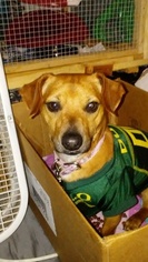 Chiweenie Dogs for adoption in VANCOUVER, WA, USA