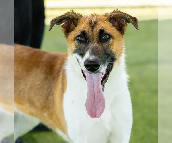 Medium Photo #2 Shollie Puppy For Sale in Camarillo, CA, USA