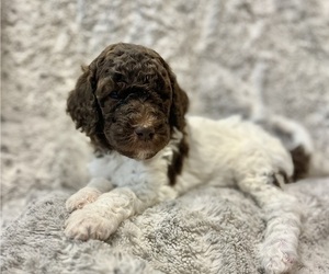 Double Doodle Puppy for sale in ANDERSON, SC, USA