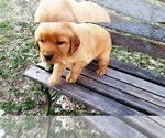 Small Photo #4 Golden Retriever Puppy For Sale in LEON, KS, USA