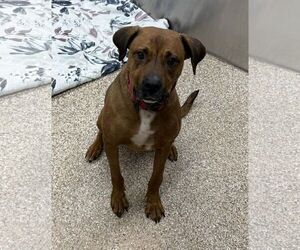 Mutt Dogs for adoption in Martinsburg, WV, USA