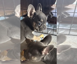 French Bulldog Litter for sale in VACAVILLE, CA, USA