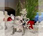 Puppy 4 French Bulldog