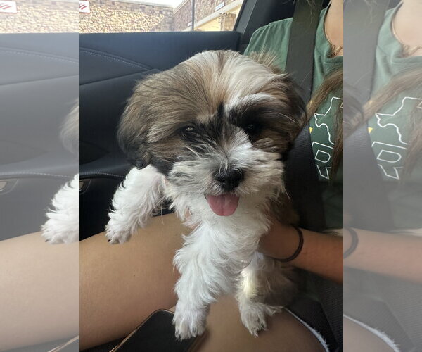 Medium Photo #3 Shih Tzu Puppy For Sale in McKinney, TX, USA