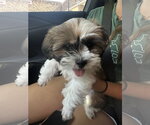 Small #2 Shih Tzu