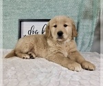 Small #5 Golden Retriever