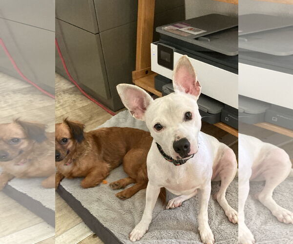 Medium Photo #9 Rat-Cha Puppy For Sale in San Diego, CA, USA