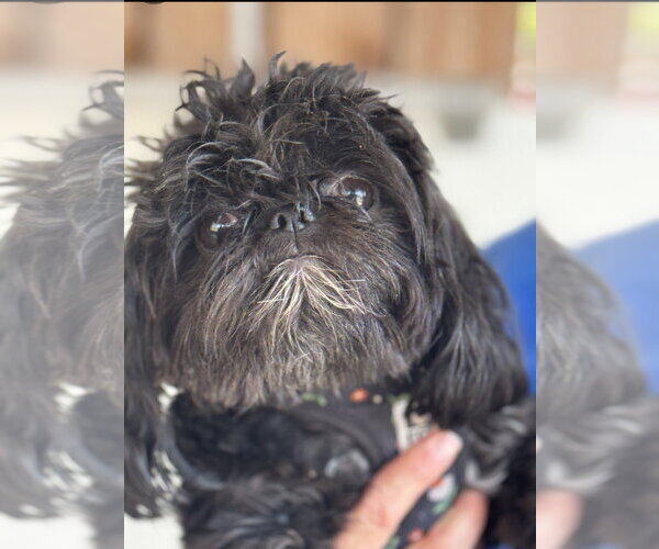 Medium Photo #2 Shih Tzu Puppy For Sale in Sequim, WA, USA