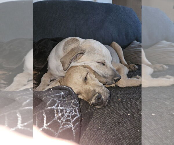 Medium Photo #3 Boxador Puppy For Sale in Aurora, IN, USA