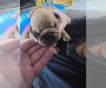 Small #3 English Bulldog