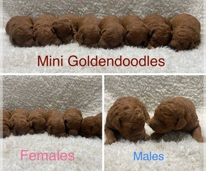 Goldendoodle (Miniature) Puppy for sale in HULL, IA, USA
