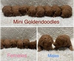 Small Goldendoodle (Miniature)