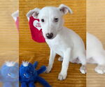 Small #2 Labrador Retriever Mix