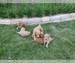 Small Photo #7 Goldendoodle Puppy For Sale in BRIARCLIFF, TX, USA