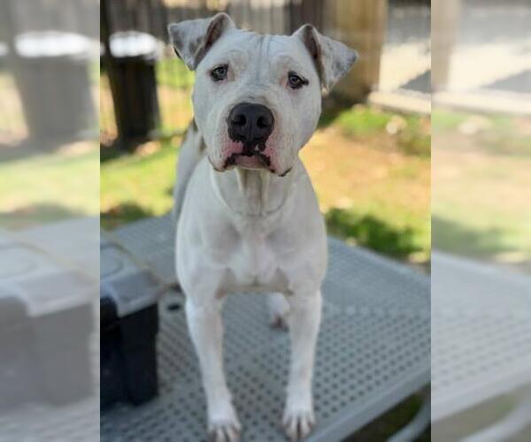 Medium Photo #1 American Pit Bull Terrier-Unknown Mix Puppy For Sale in Riverside, CA, USA
