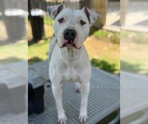 American Pit Bull Terrier-Unknown Mix Dogs for adoption in Riverside, CA, USA