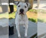 Small American Pit Bull Terrier Mix