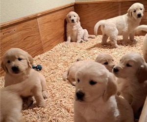 Golden Retriever Puppy for sale in CITRUS HEIGHTS, CA, USA