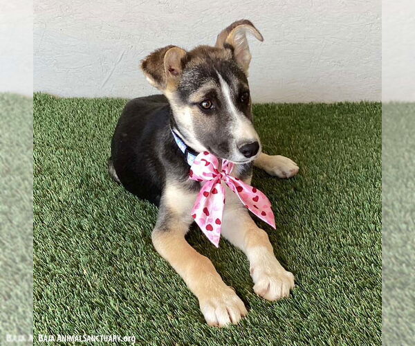 Medium Photo #3 Huskies -Unknown Mix Puppy For Sale in San Diego, CA, USA