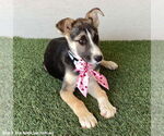 Small #2 Huskies  Mix
