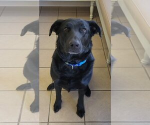 Great Dane-Labrador Retriever Mix Dogs for adoption in McDonough, GA, USA