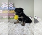 Small #3 YorkiePoo