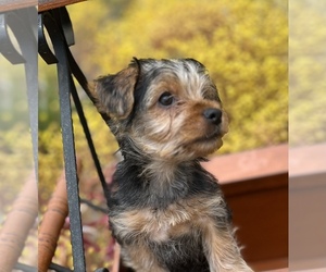 Yorkshire Terrier Puppy for Sale in CHULA VISTA, California USA