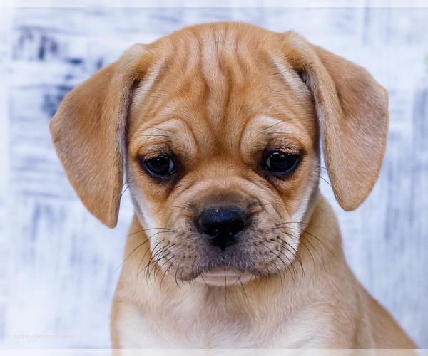 Medium Photo #3 Puggle Puppy For Sale in WAKARUSA, IN, USA