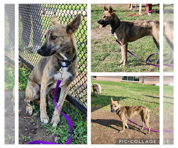 Medium Photo #1 Mutt Puppy For Sale in San Antonio, TX, USA