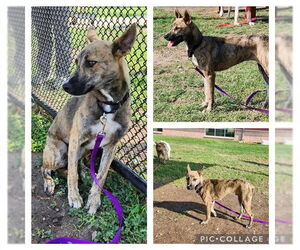 Mutt Dogs for adoption in San Antonio, TX, USA