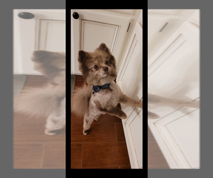 Father of the Pomeranian puppies born on 10/22/2025