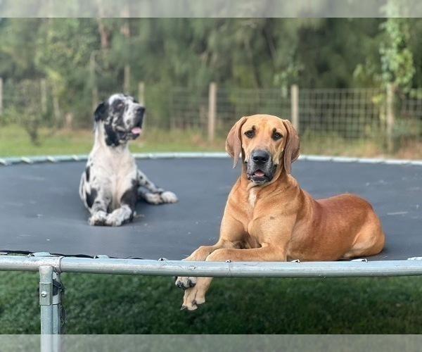 Medium Photo #1 Great Dane Puppy For Sale in FORT DENAUD, FL, USA